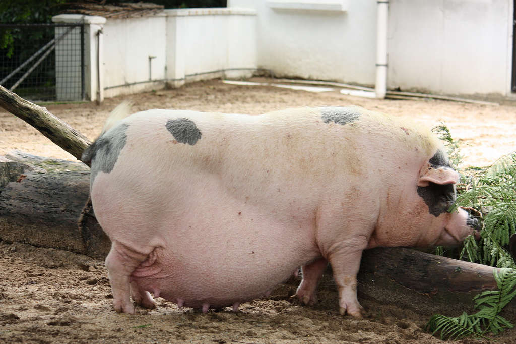 Pig, 115 days
