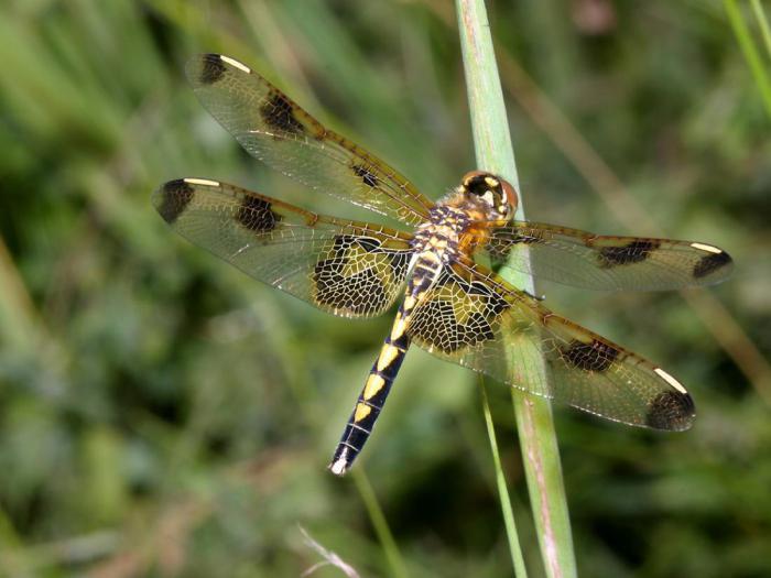 Female Dragonflies pretend to be dead to avoid Sexual Advance: