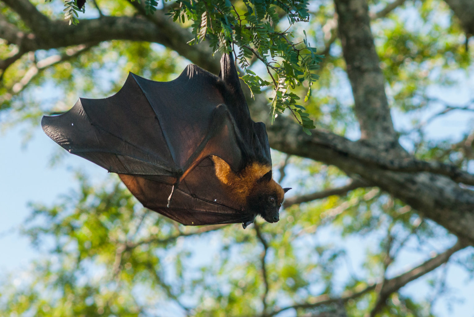 Flying Fox