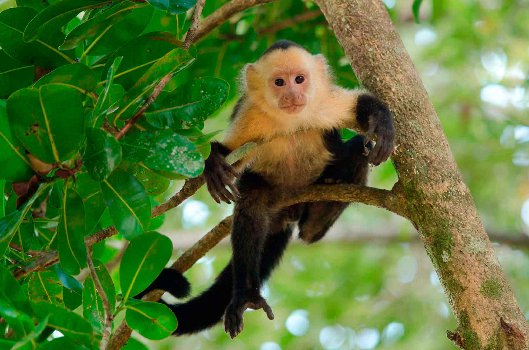 Capuchin monkeys wash their hands and feet in urine