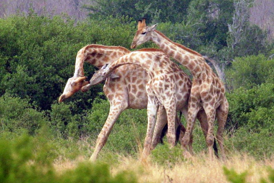 More male giraffes are gay than straight