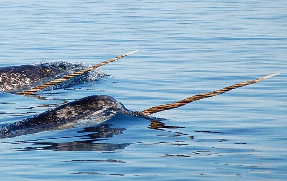 Narwhal tusks are really an 