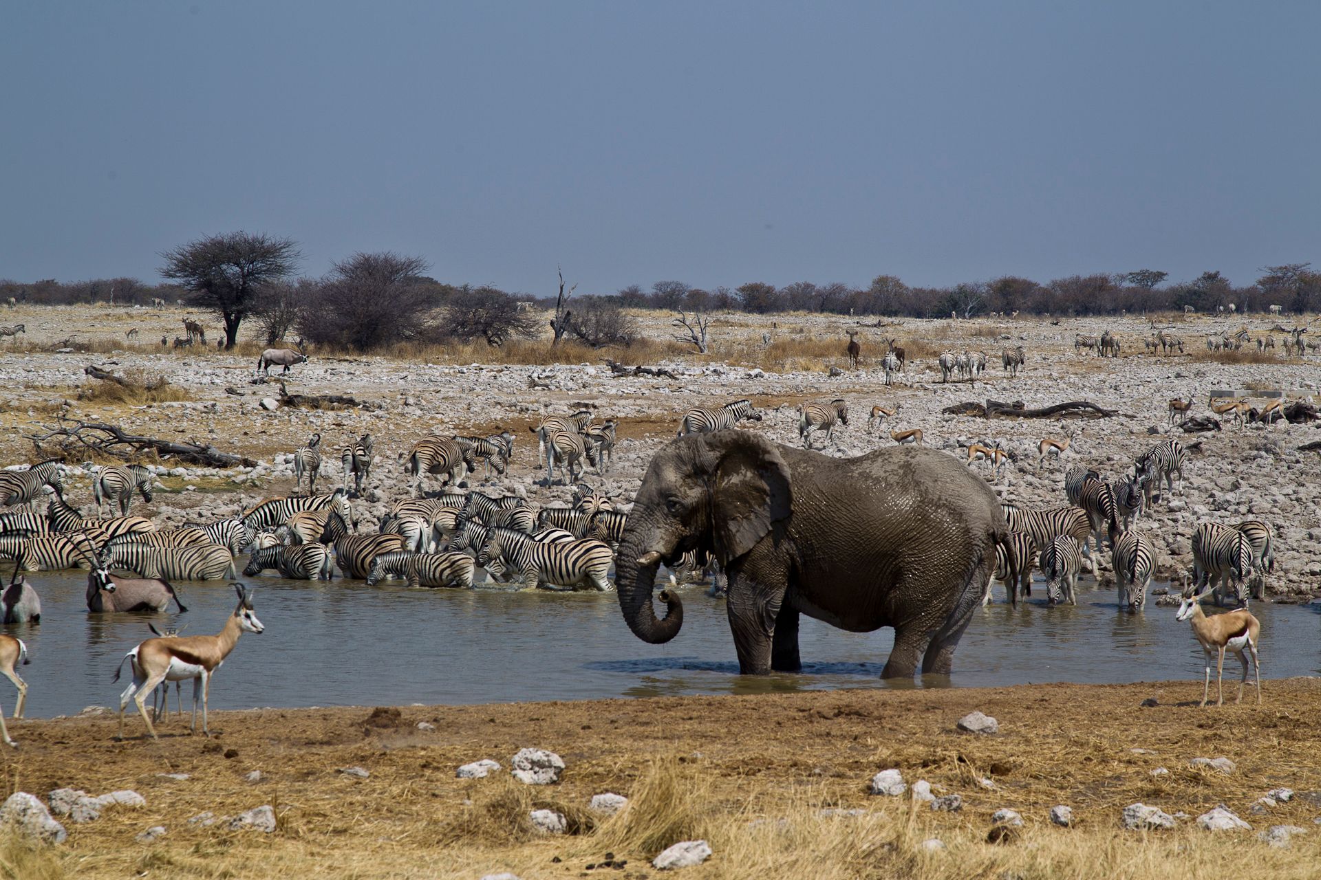 Etosha National Park (Namibia)