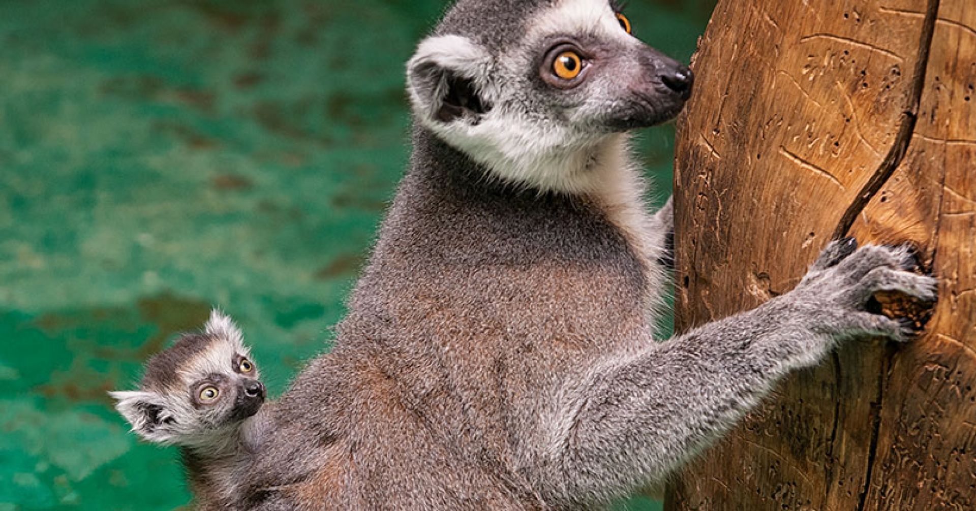 Lemur, 135 days
