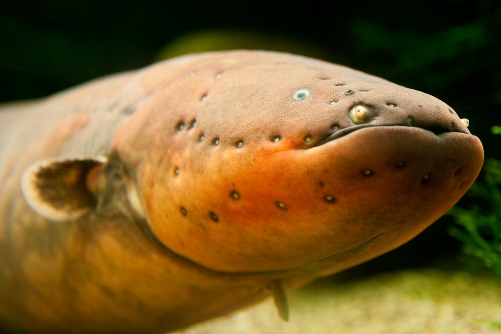 Electric Eels Can Be Dangerous