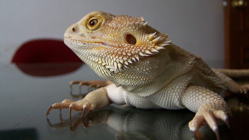 Exotic Low Maintenance Cool Pets That Are Legal To Own