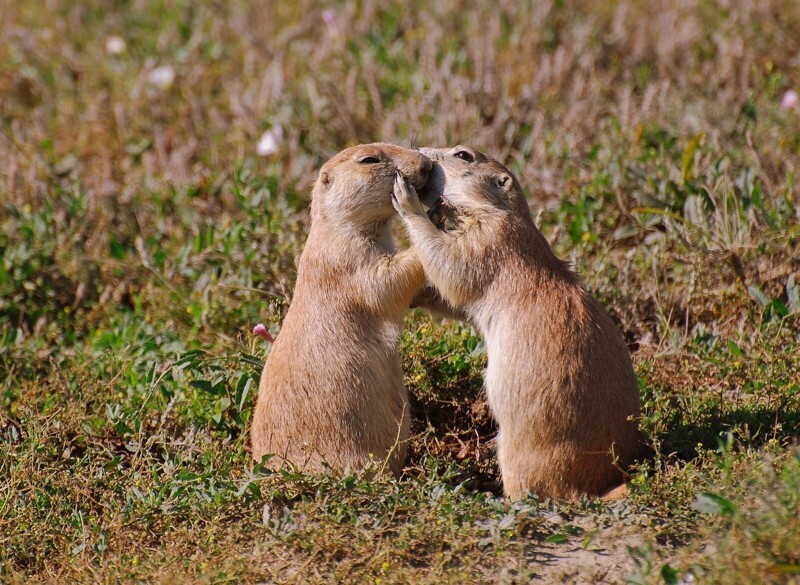 Prairie dogs kiss