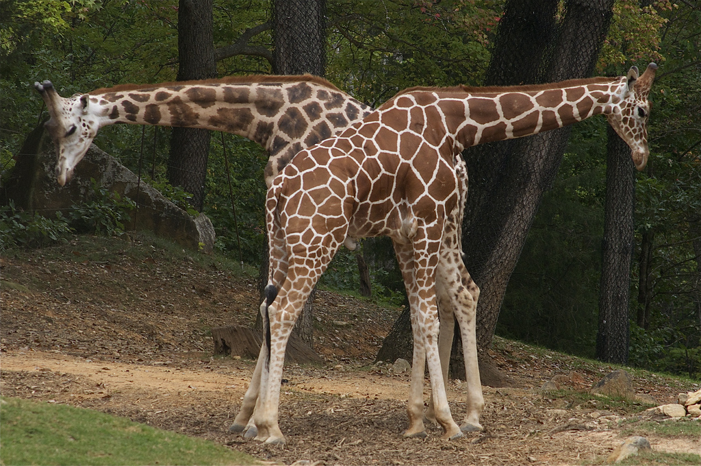 More male giraffes are gay than straight