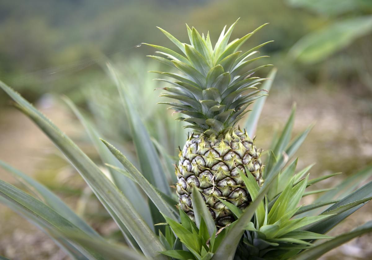 Pineapples take about 2 years to grow: