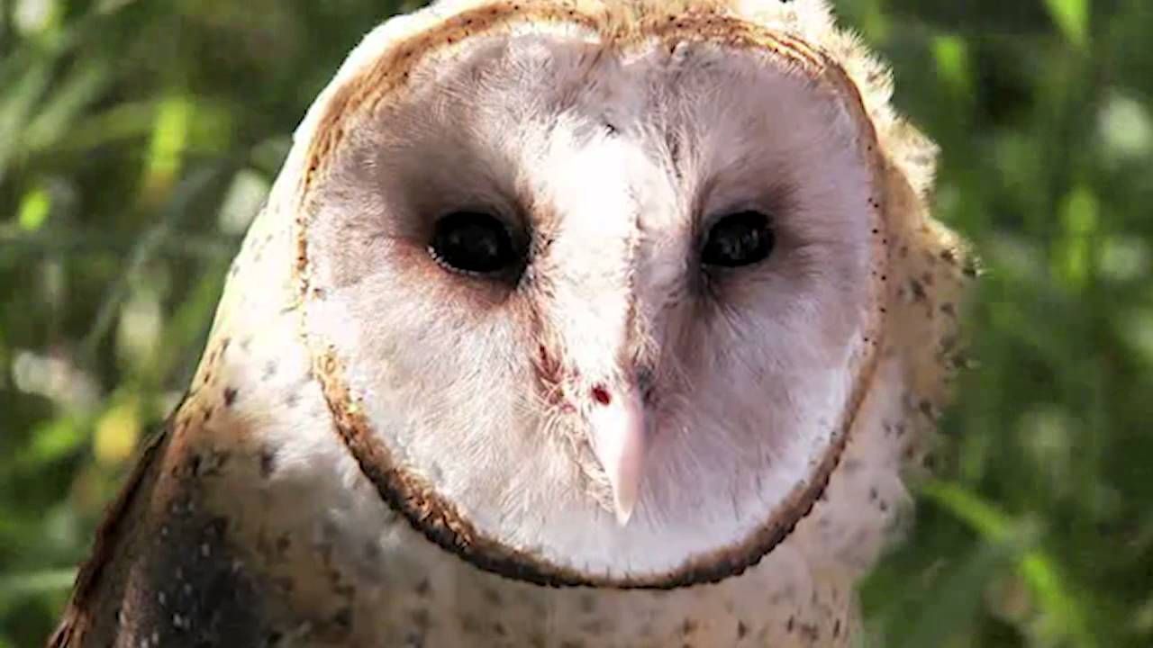 Owls don't have eyeballs