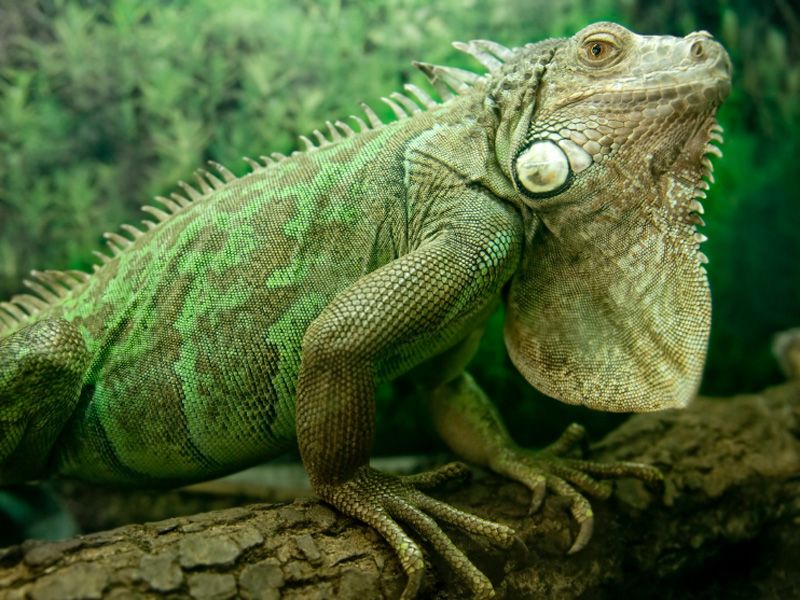 Green Iguana