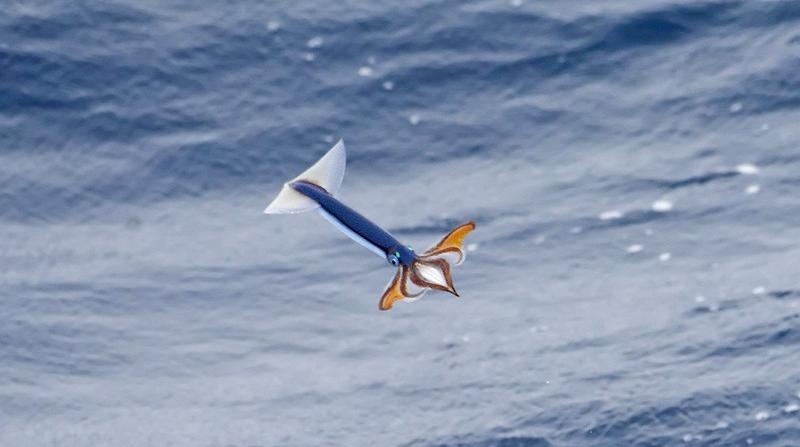 Flying Squid