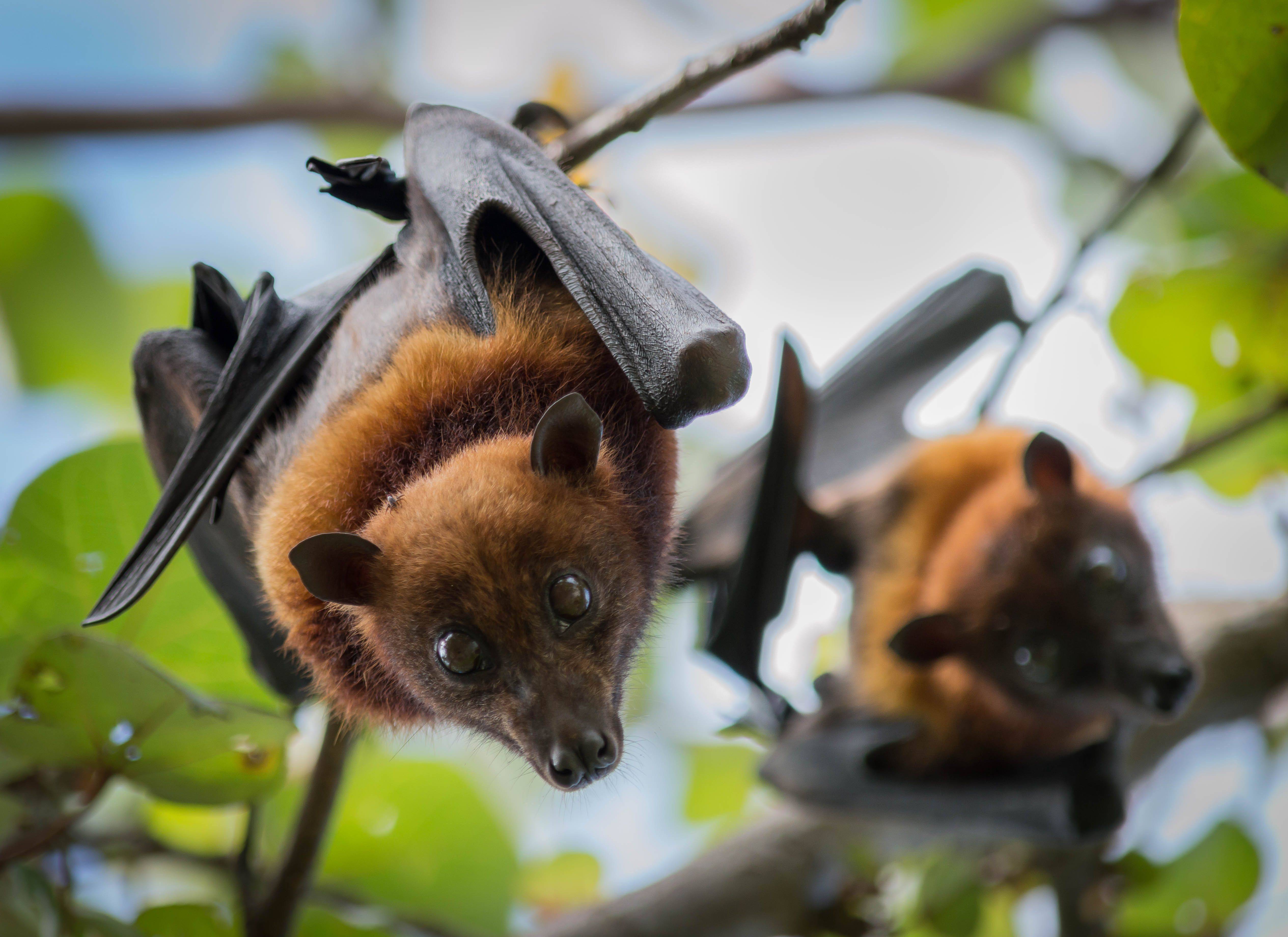 Bats save us billions of dollars a year