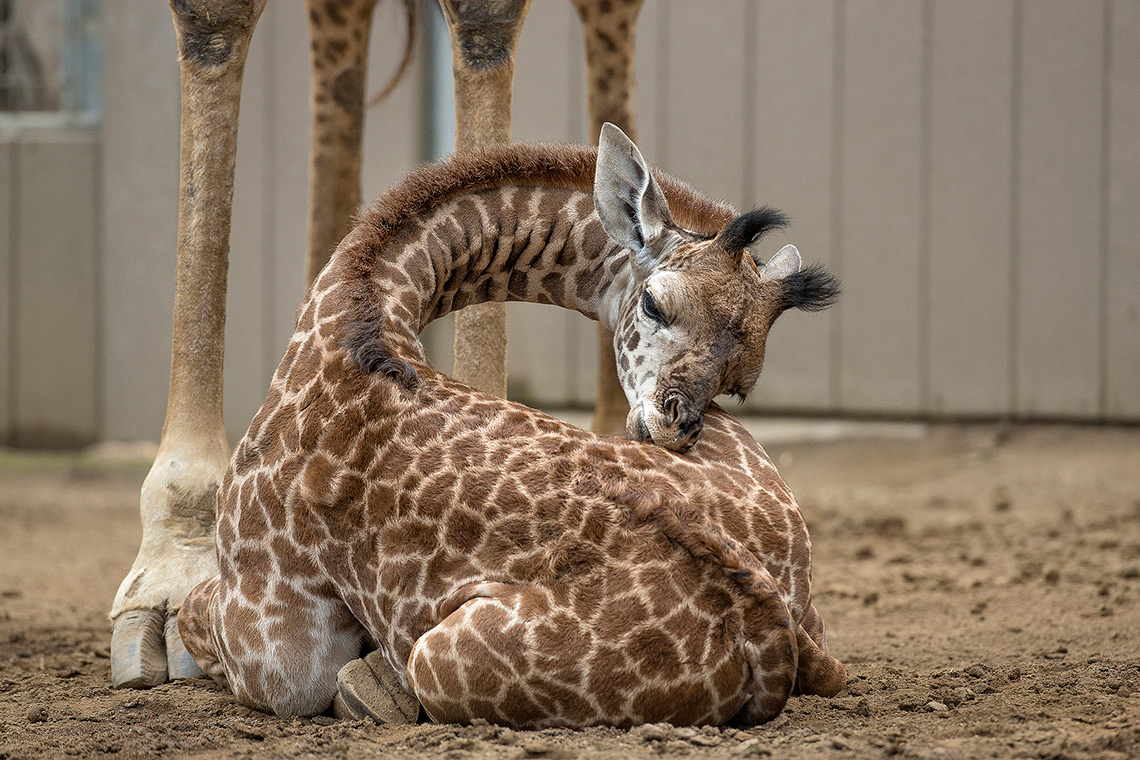 Baby giraffes use their butts as pillows