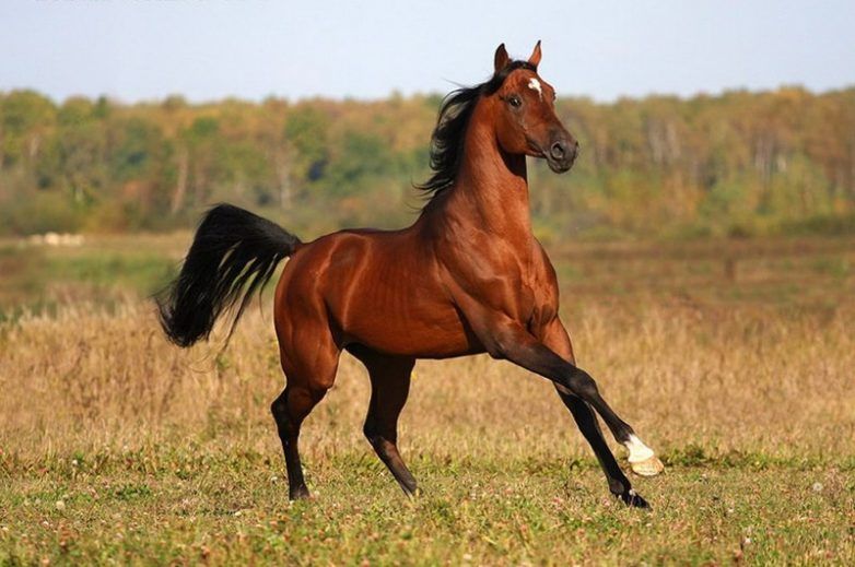  Horse
