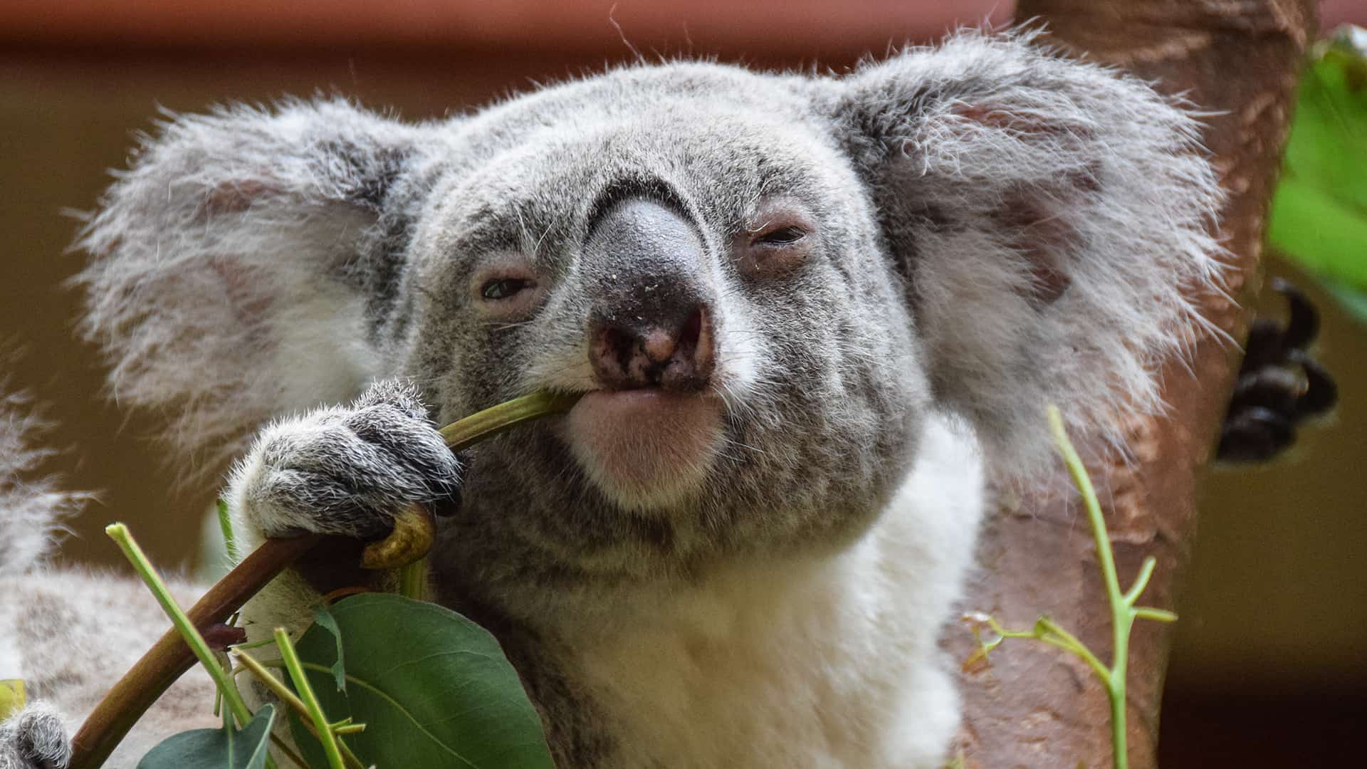 Koala fingerprints are so close to humans' that they could taint crime scenes