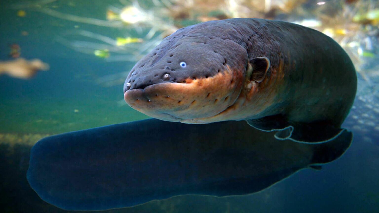 Shocking Electric Eel Facts - VELARIX