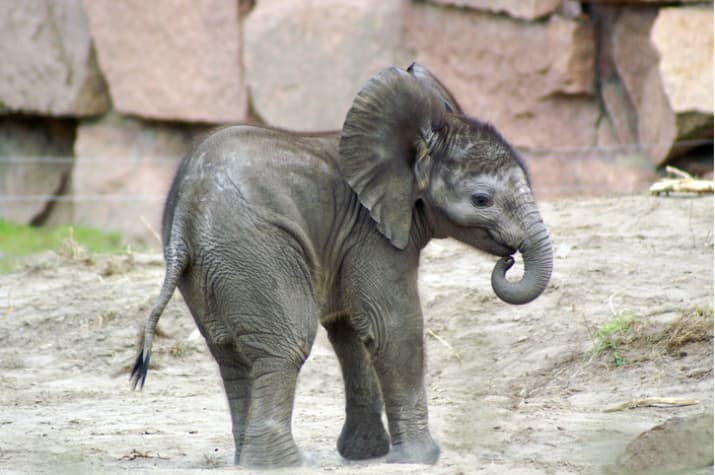 Baby elephants suck their own trunk just as baby humans suck their thumbs: