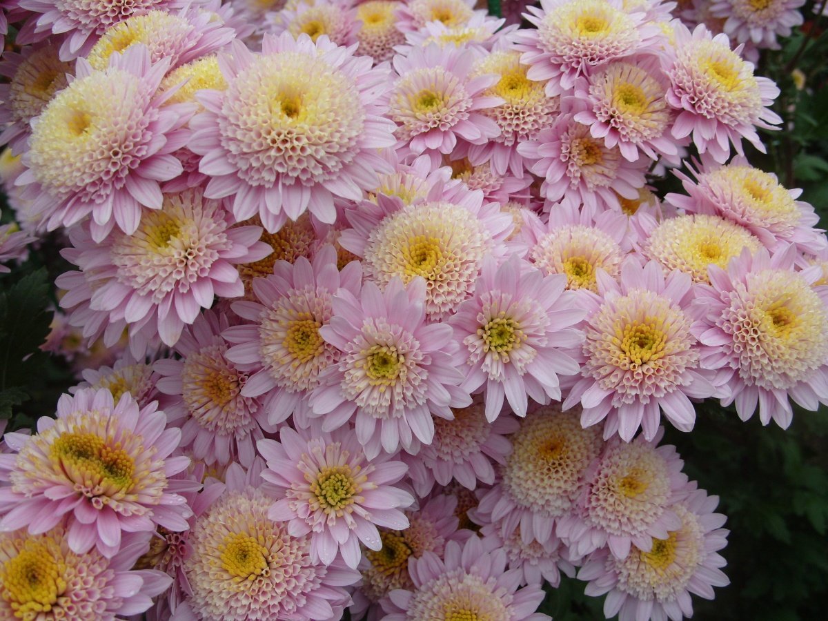 Chrysanthemum