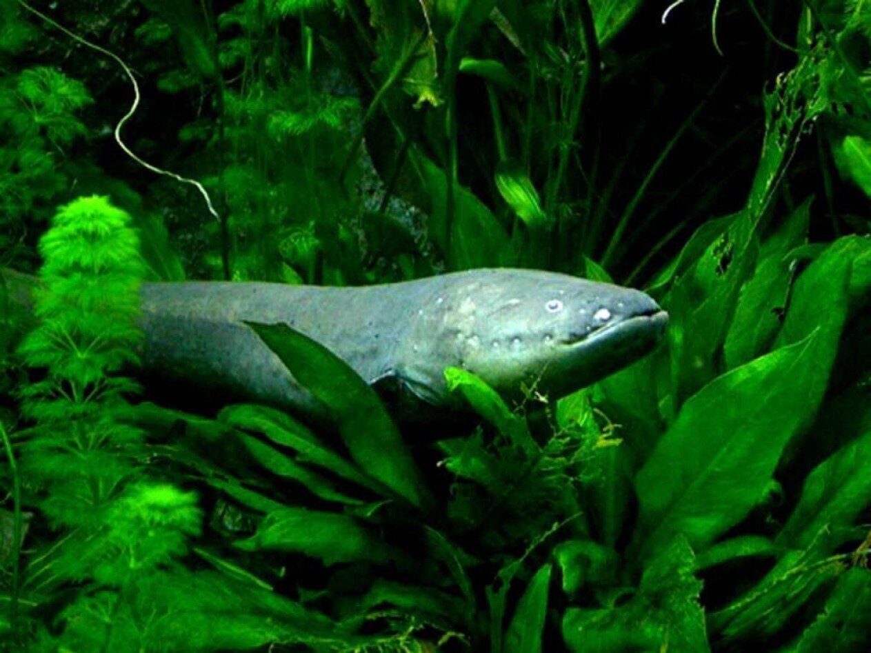 There Are Other Electric Fish