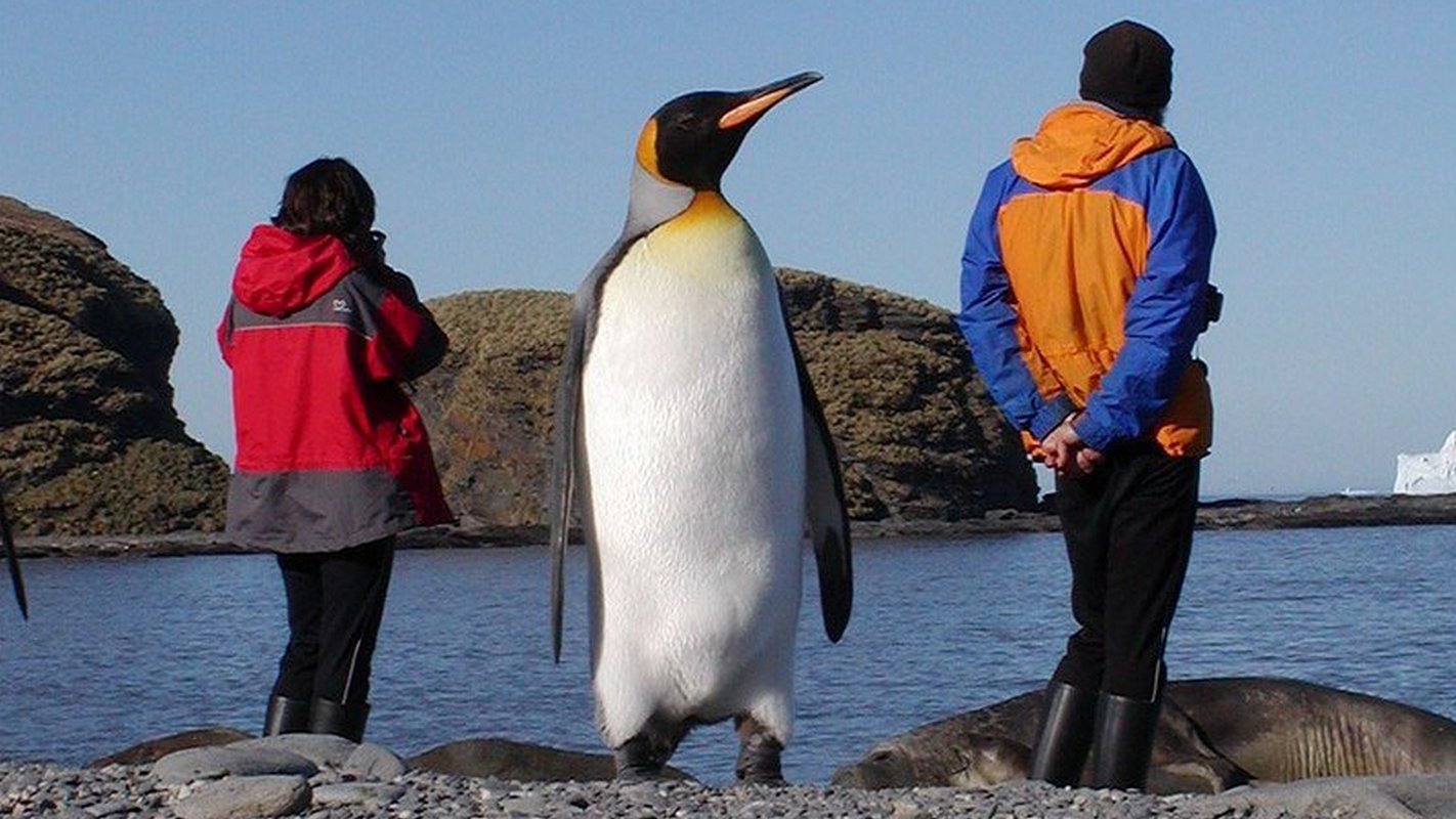 An extinct species of penguins was nearly 7-feet tall!