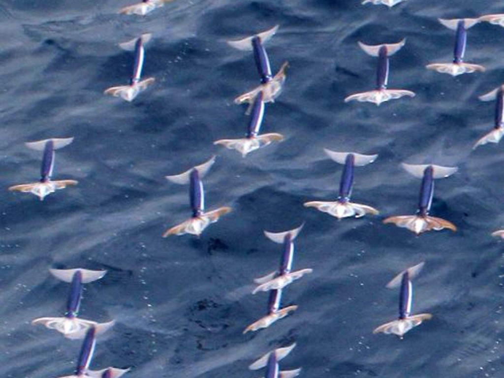 Flying Squid