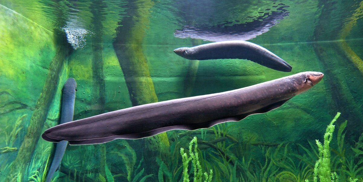 Electric Eels Have Organs for Producing Electricity