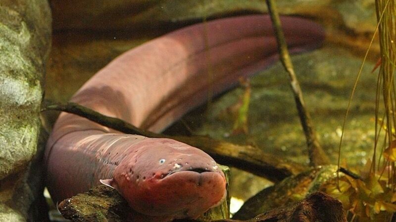Shocking Electric Eel Facts