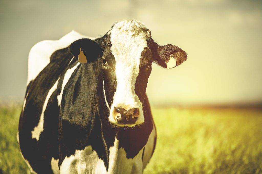 Cows are more Dangerous than Sharks: