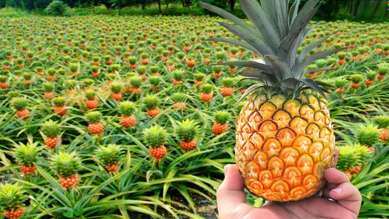 Pineapples take about 2 years to grow: