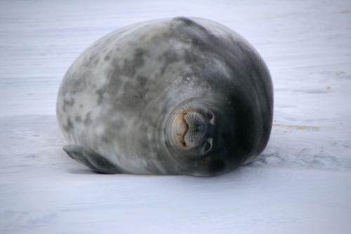 Seals’, 280 days