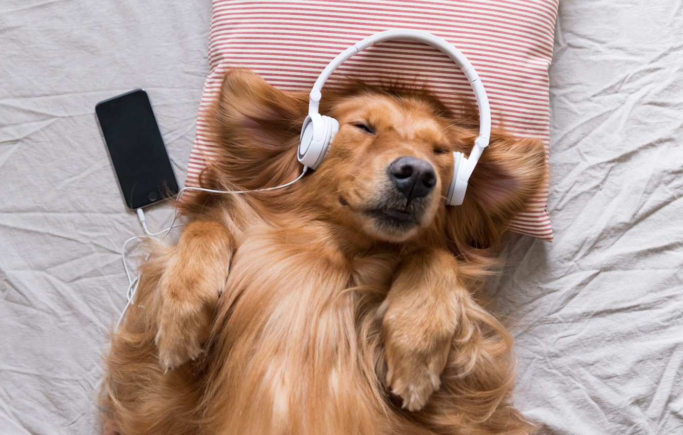 Dogs love music; Explore the favorite song of your Dog: