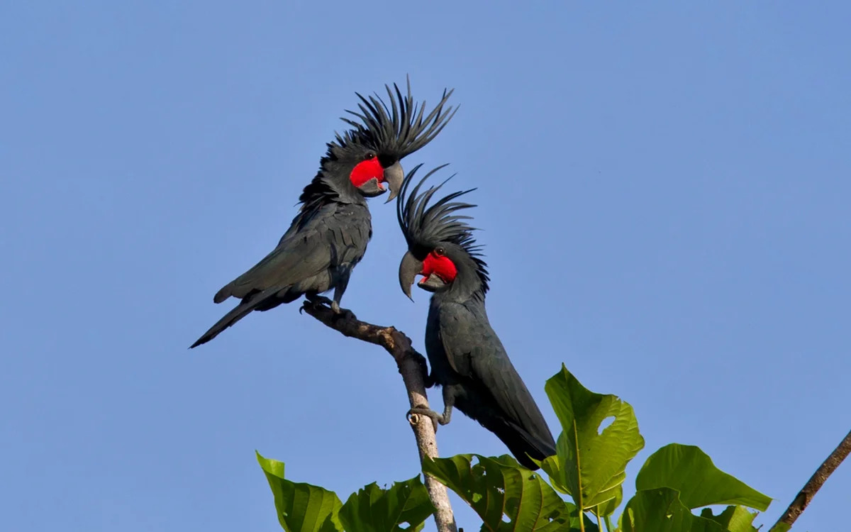 Palm Cockatoo