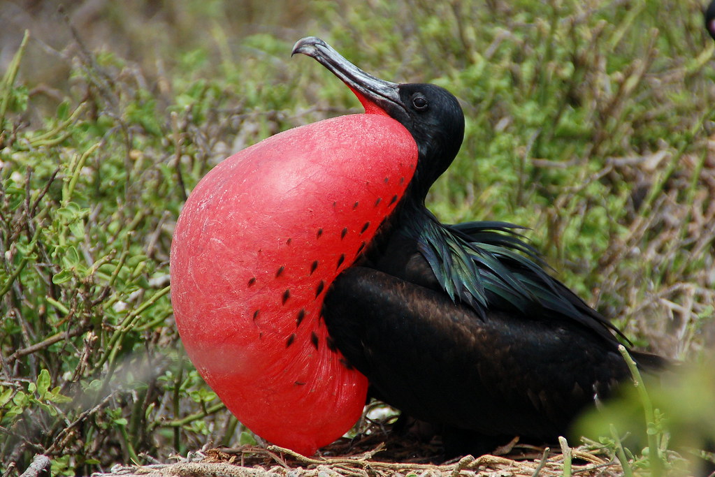 Magnificent Frigatebird