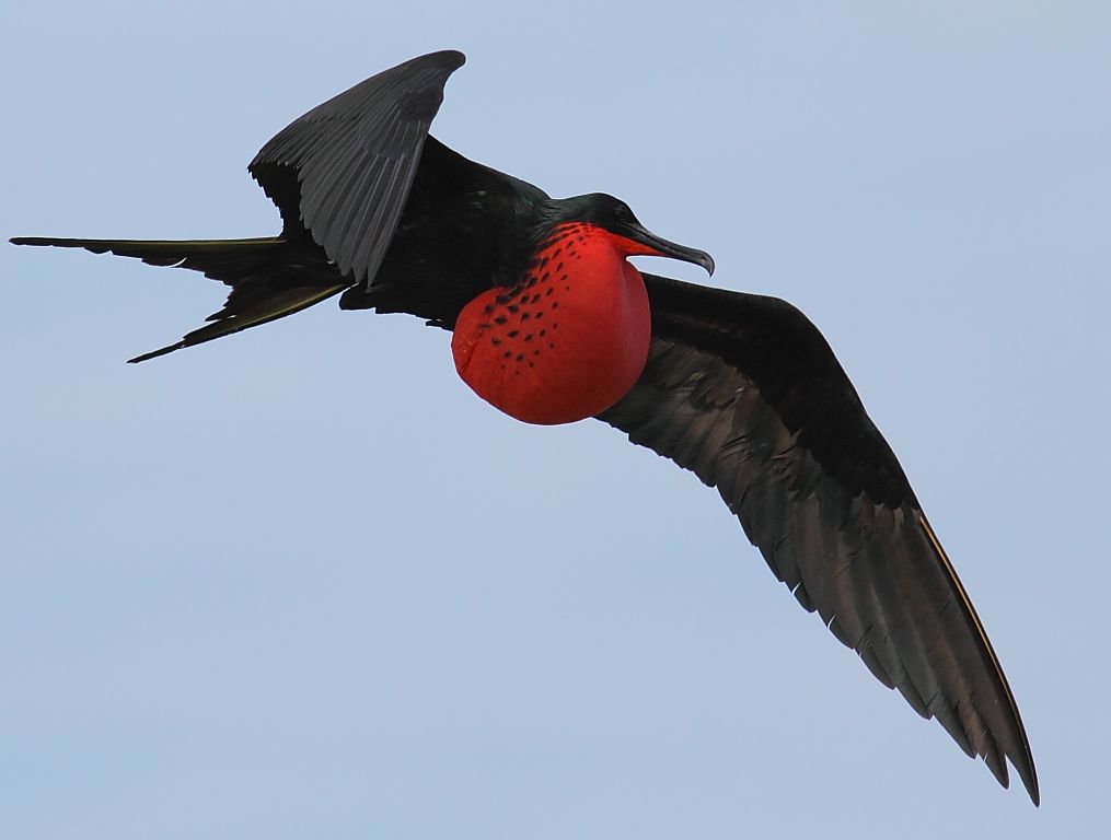 Magnificent Frigatebird