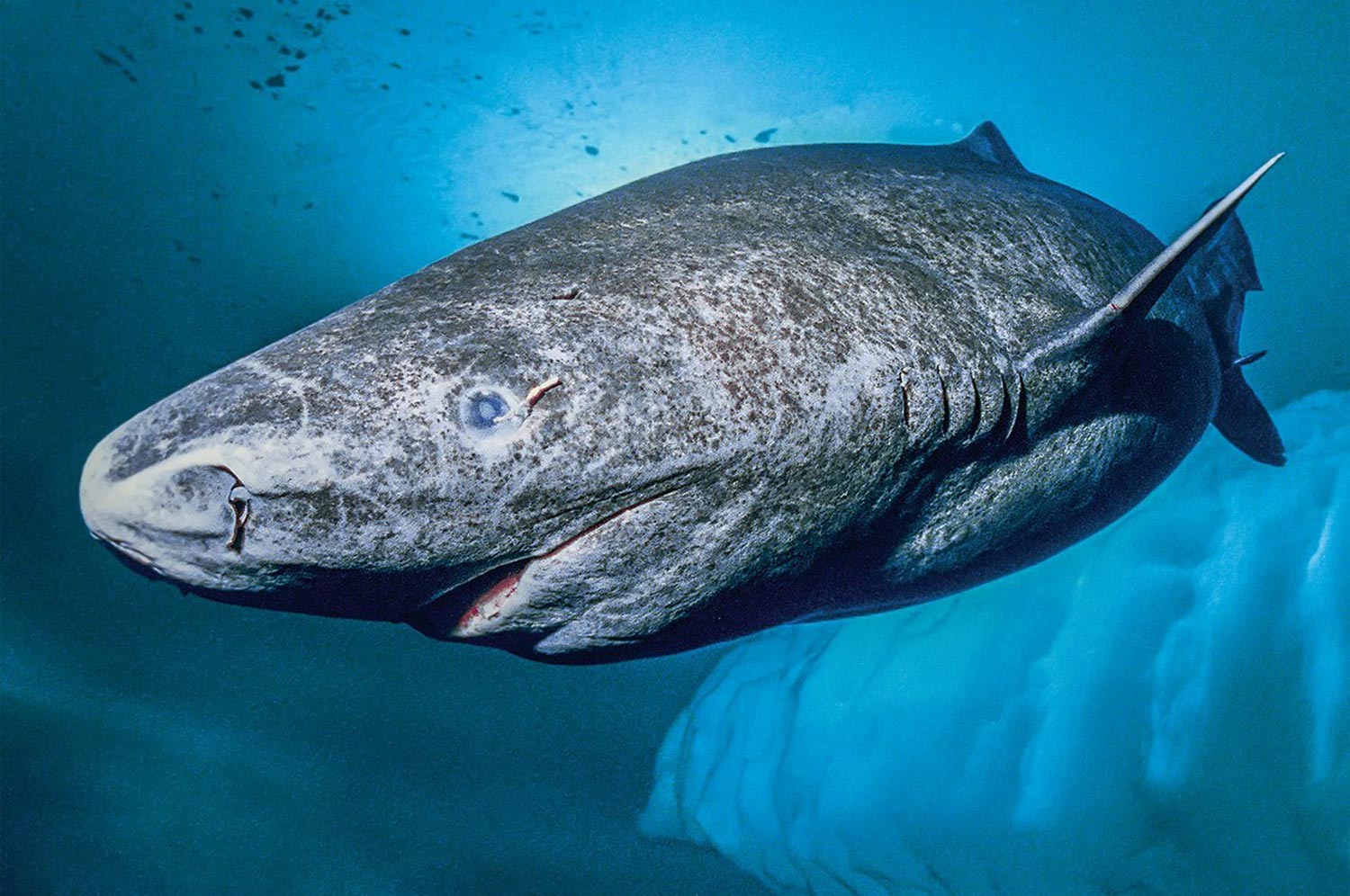 Greenland Shark