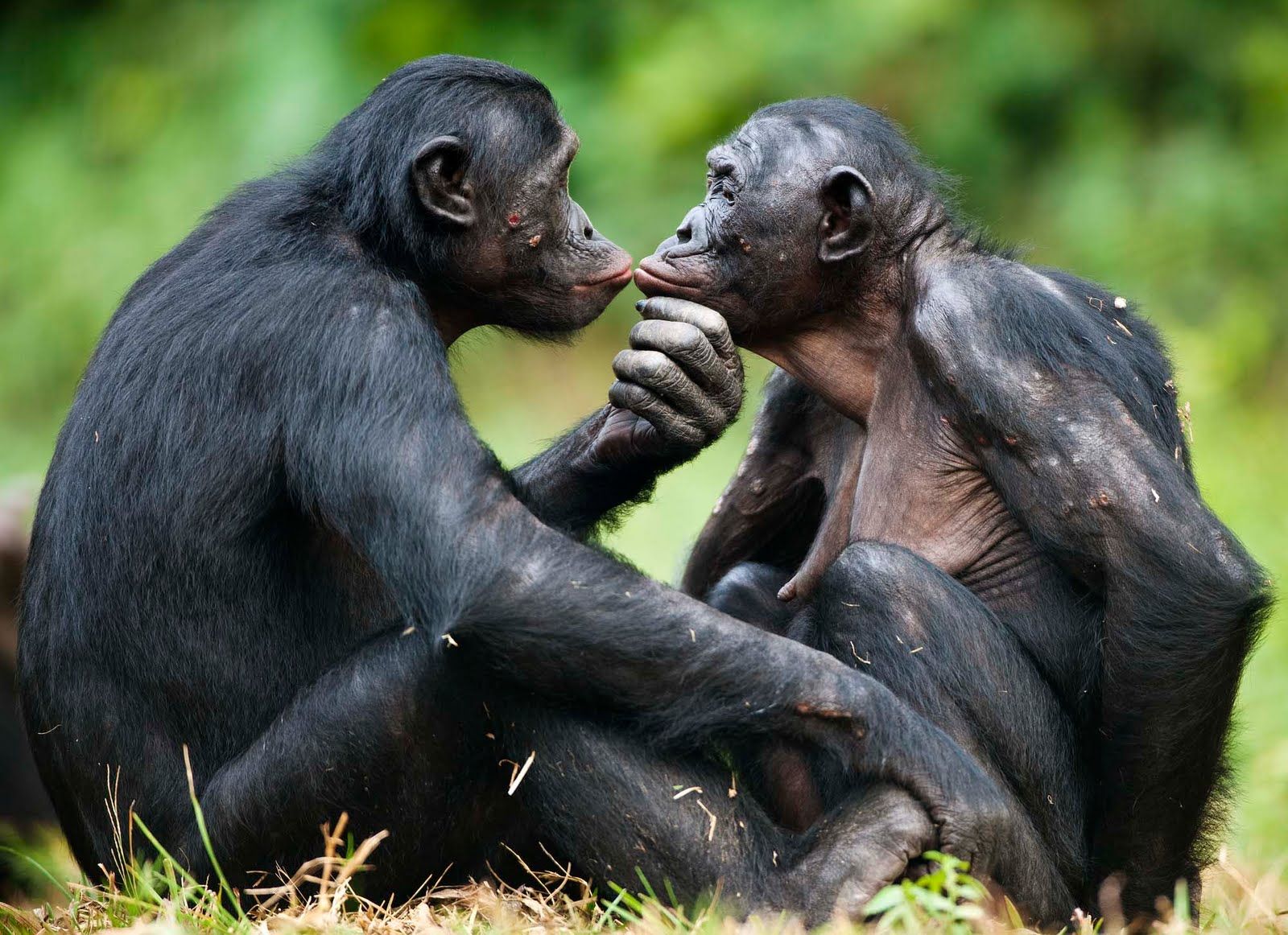 Bonobo Chimpanzee