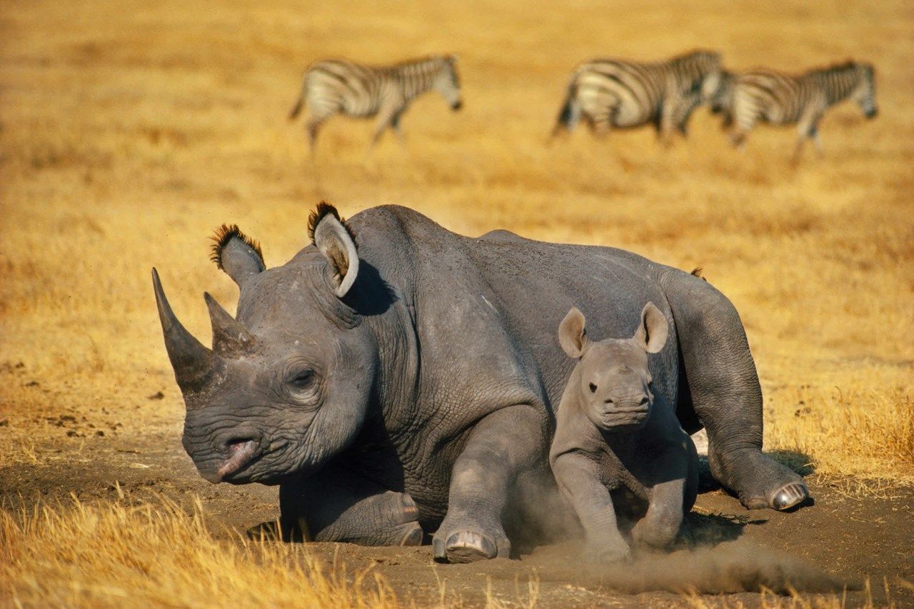 Black Rhino