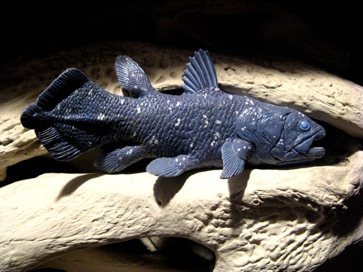 Coelacanath – 360 million years old