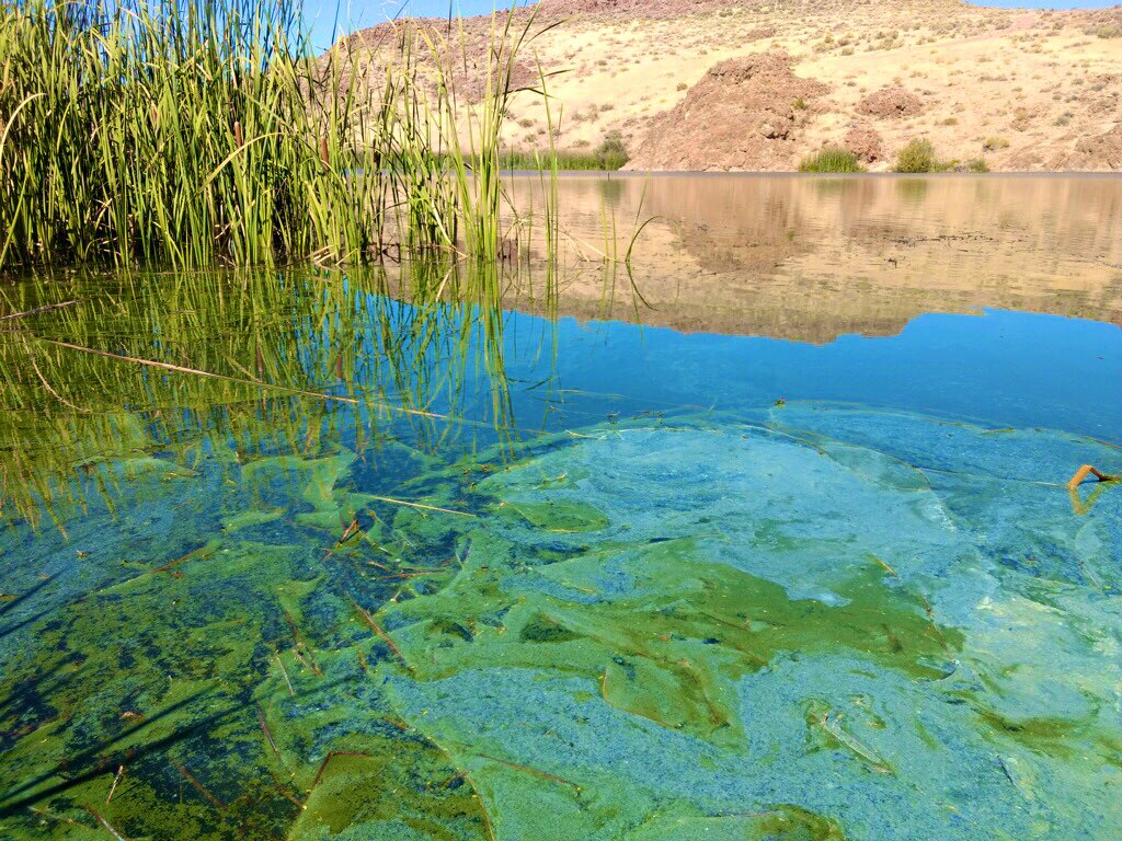 Cyanobacteria – 2.8 billion years old