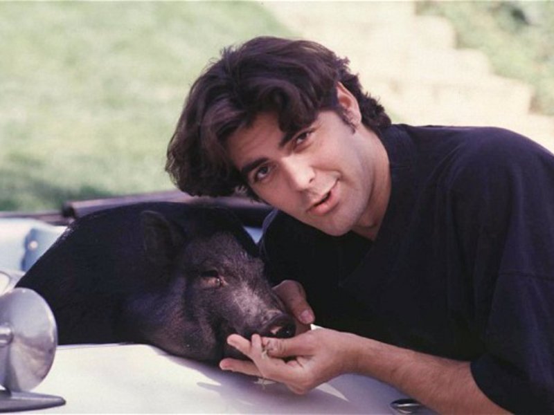 George Clooney’s Pot-Bellied Pig
