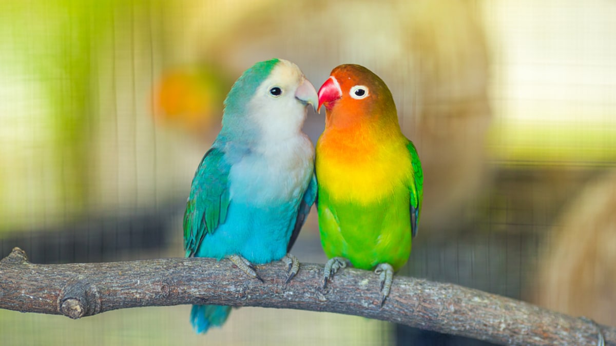 Lovebirds