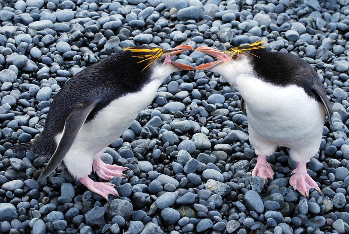 Yellow Crested Penguin