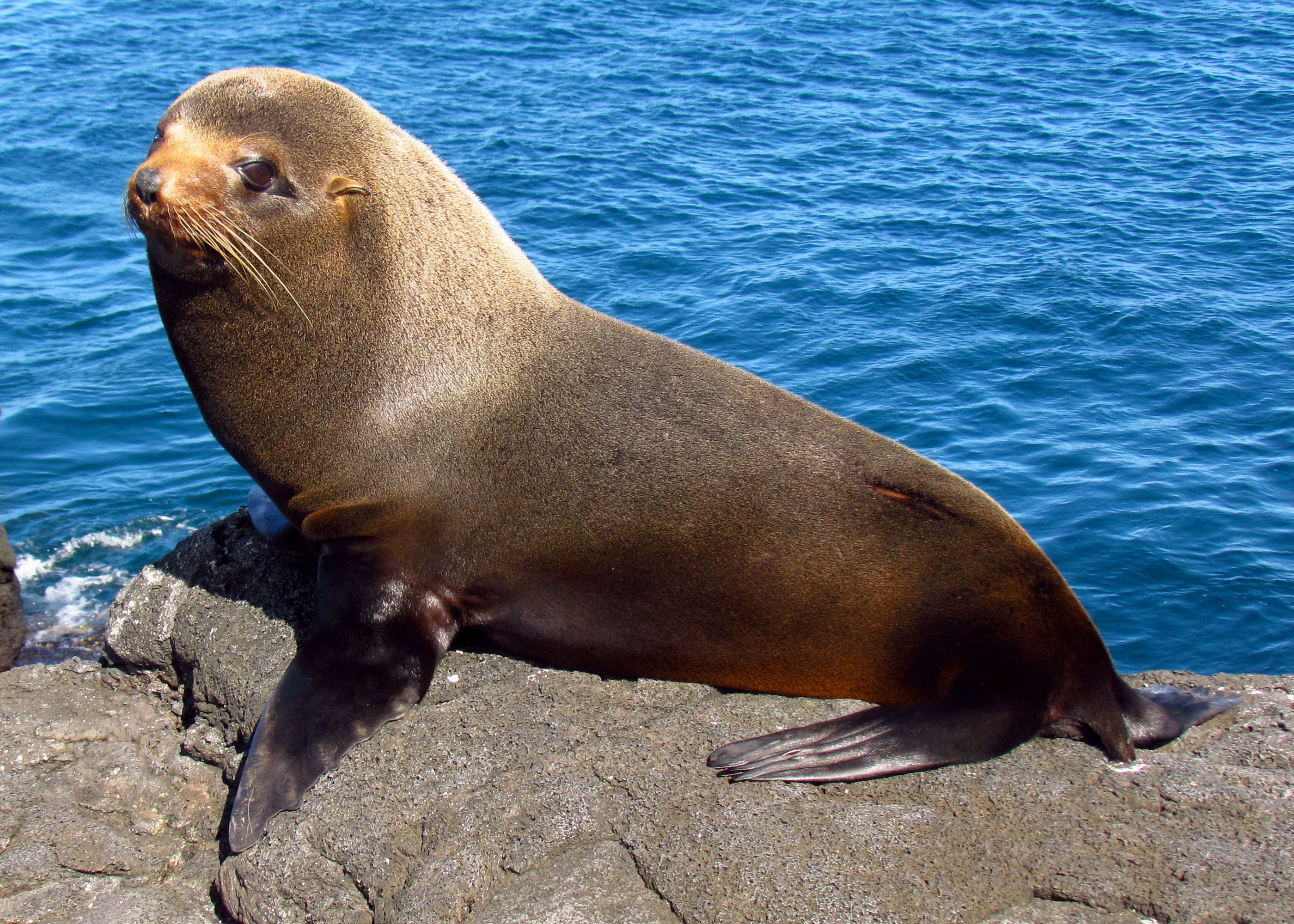 Seal