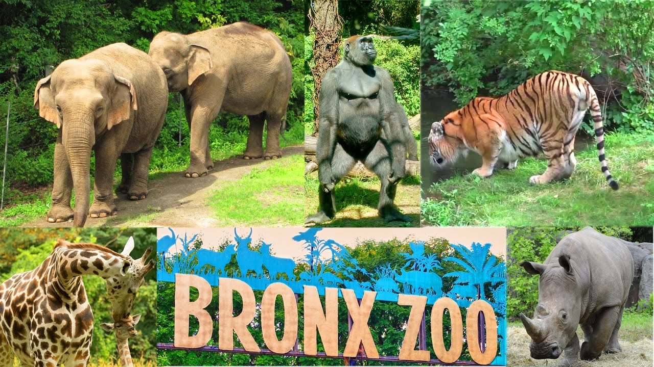 Bronx Zoo