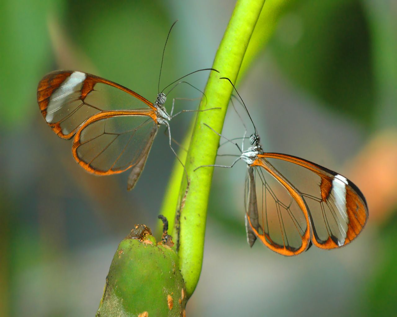 Glasswinged Butterfly