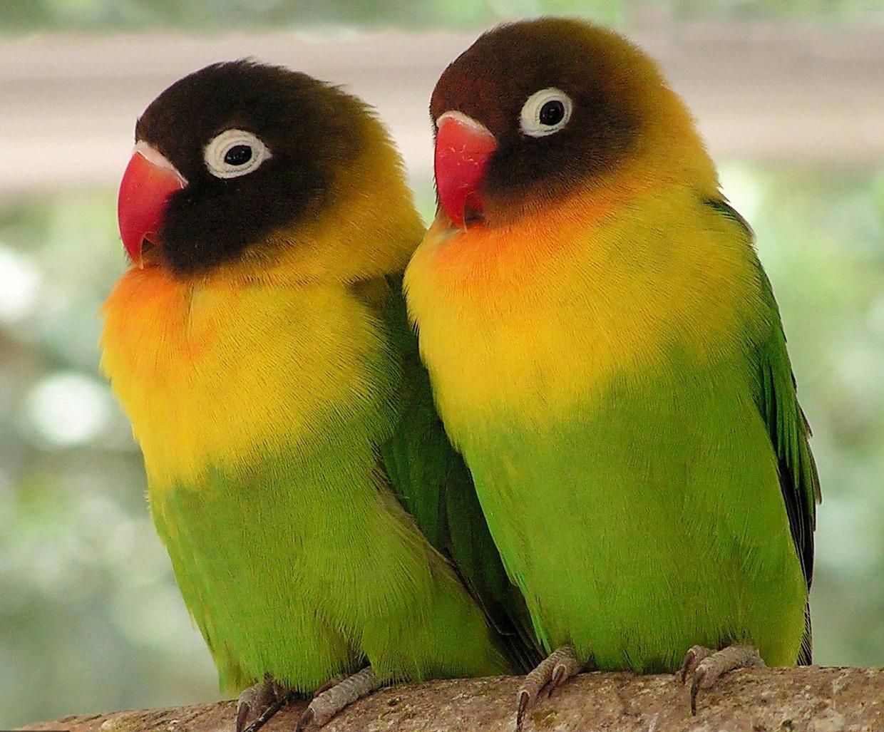 Lovebirds