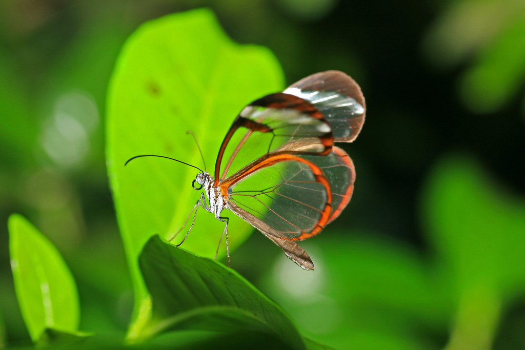 Glasswinged Butterfly