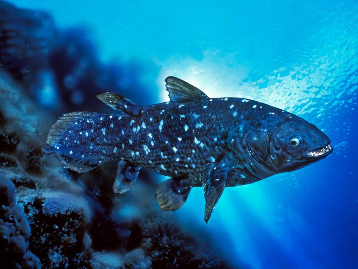 Coelacanath – 360 million years old