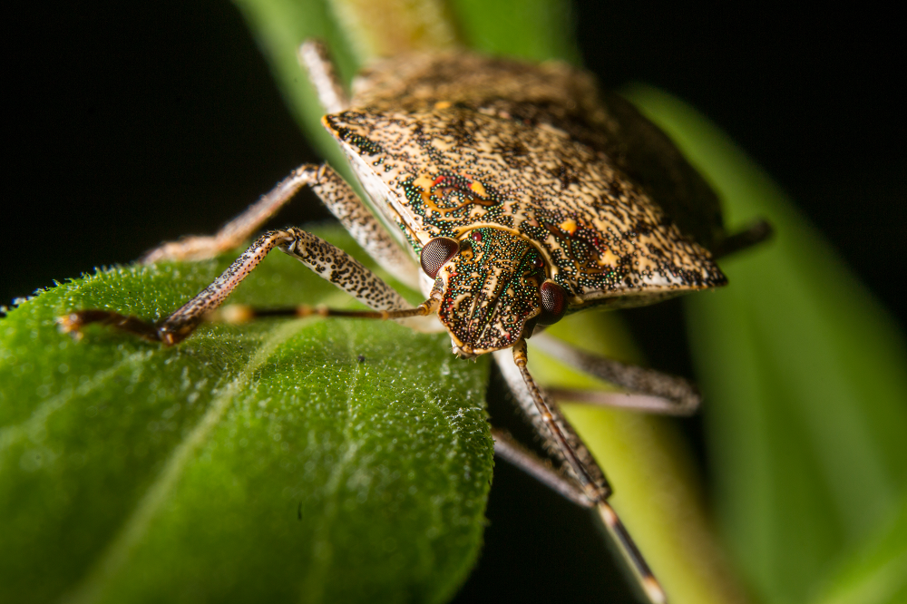 Stink Bug